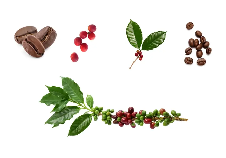 coffee & chocolate ingredient in Elio products