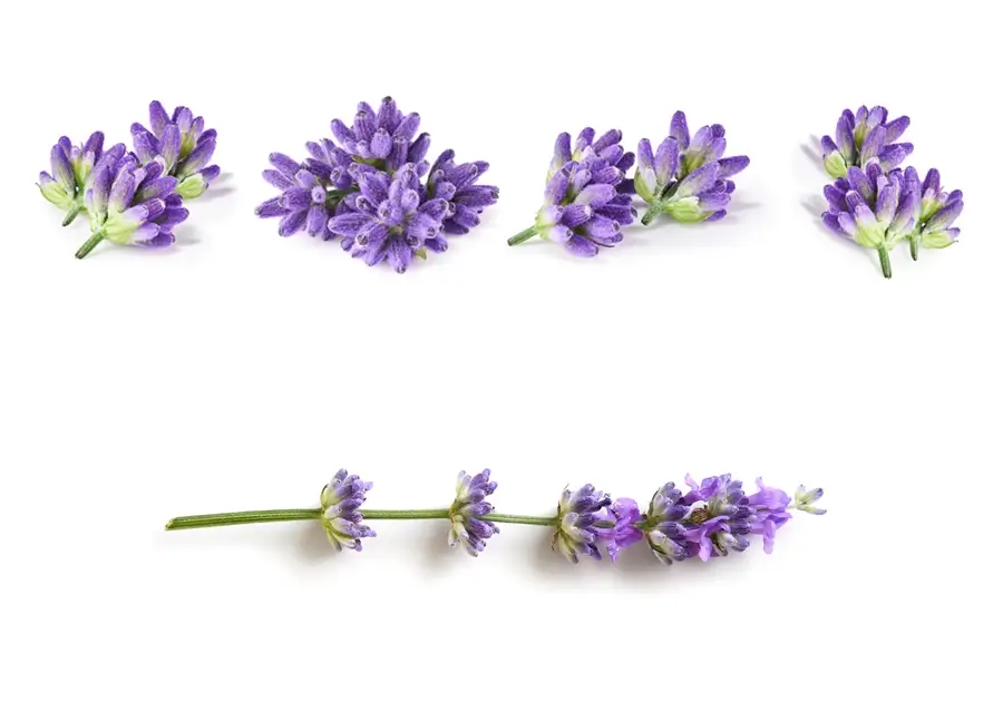 lavender ingredient in Elio products