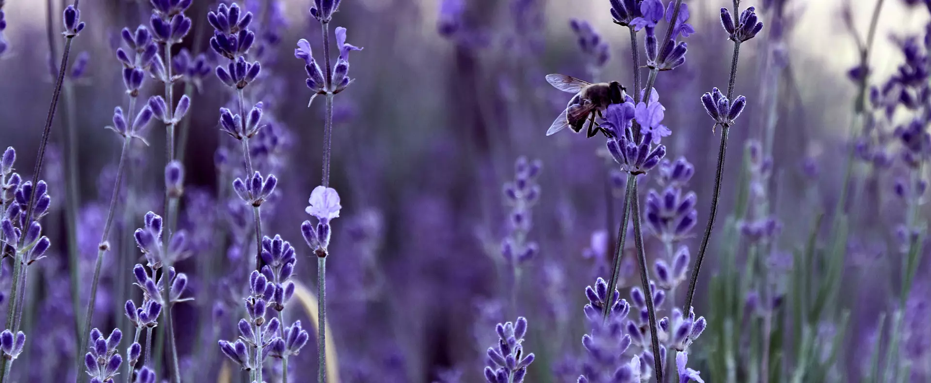 everything about lavender properties