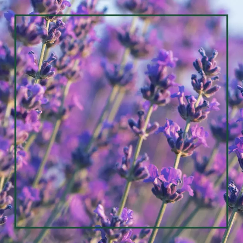 about Elio lavender ingredient