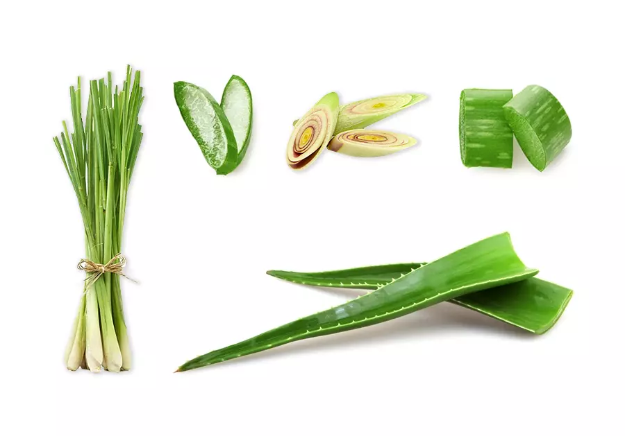 aloe vera & lemongrass ingredient in Elio products