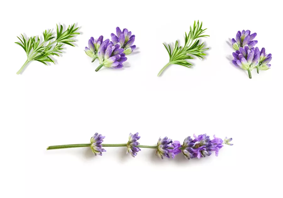 rosemary & lavender ingredient in Elio products